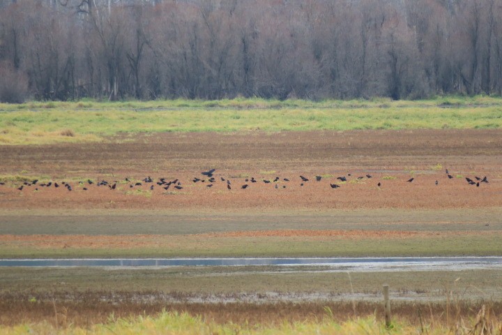 Ворона американська - ML645565966