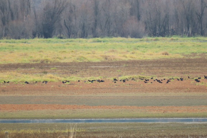 Ворона американська - ML645565967