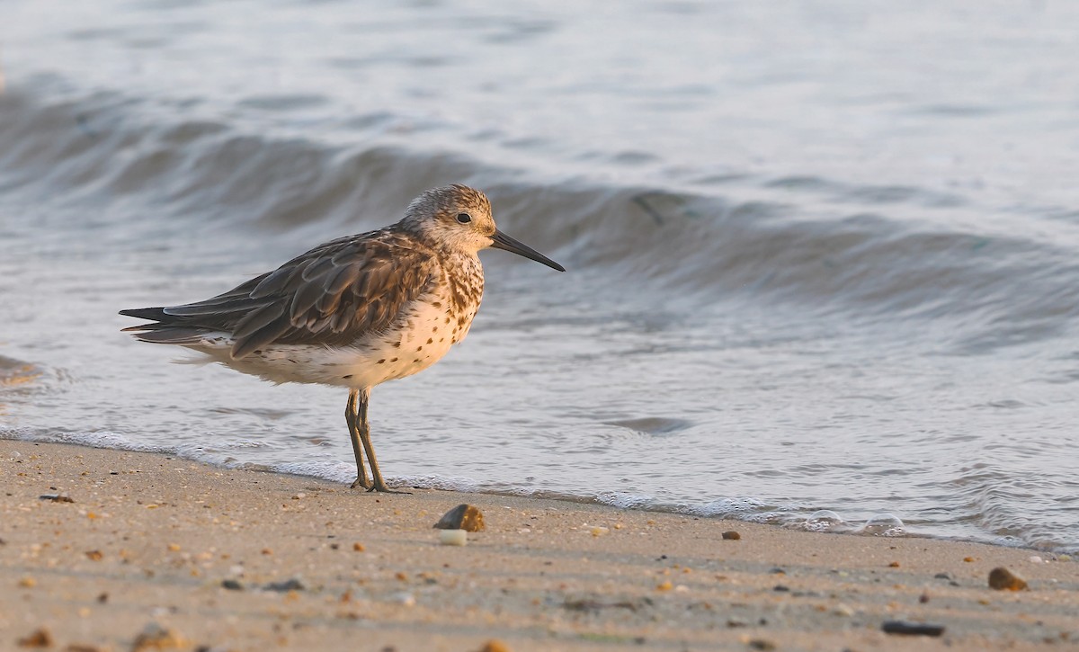 Побережник великий - ML645565968