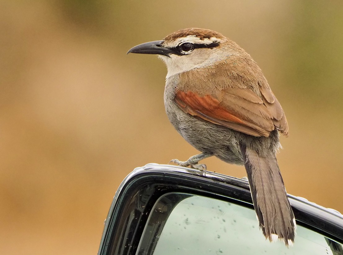 Чагра капська - ML645565971