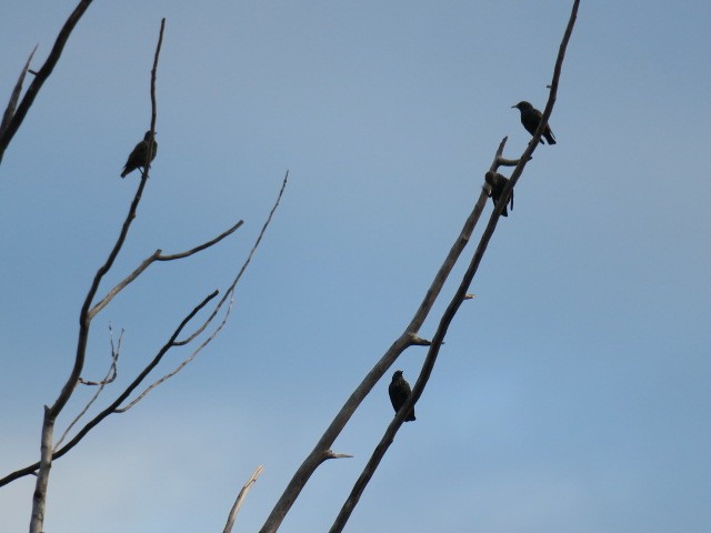 Шпак звичайний - ML645565975