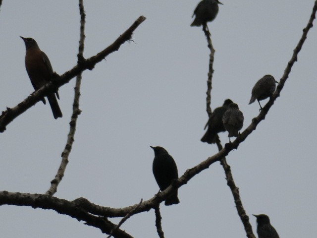 Шпак звичайний - ML645565976