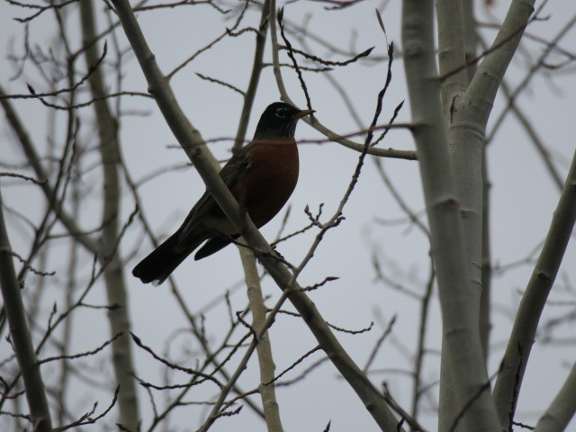 Дрізд мандрівний - ML645565977