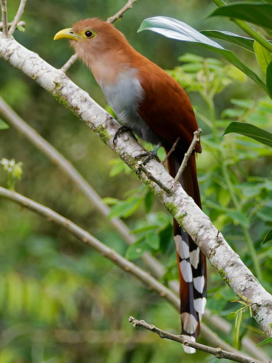 Common Squirrel-Cuckoo - ML645565978