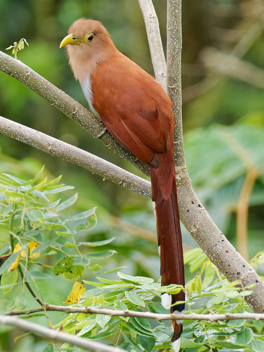 Common Squirrel-Cuckoo - ML645565979