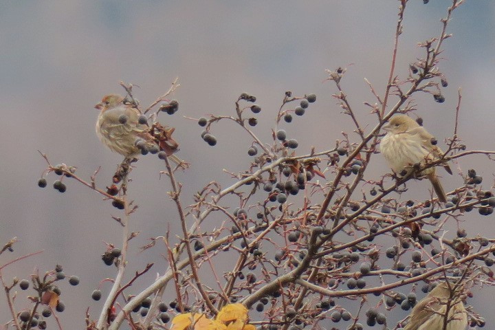 Чечевиця садова - ML645565982