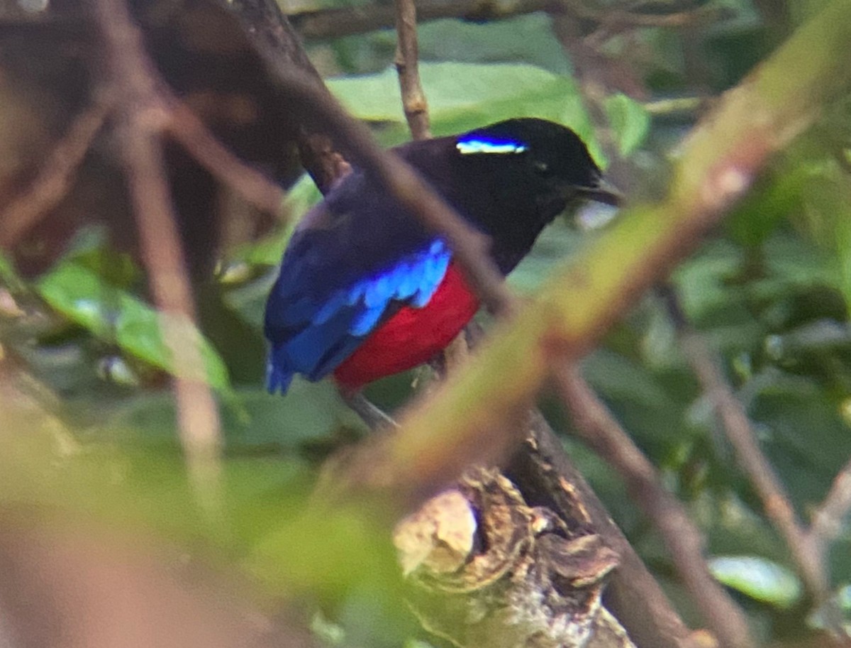 Піта сабаганська - ML645565983