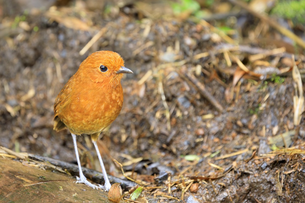 Мурашниця іржасточерева - ML645565984