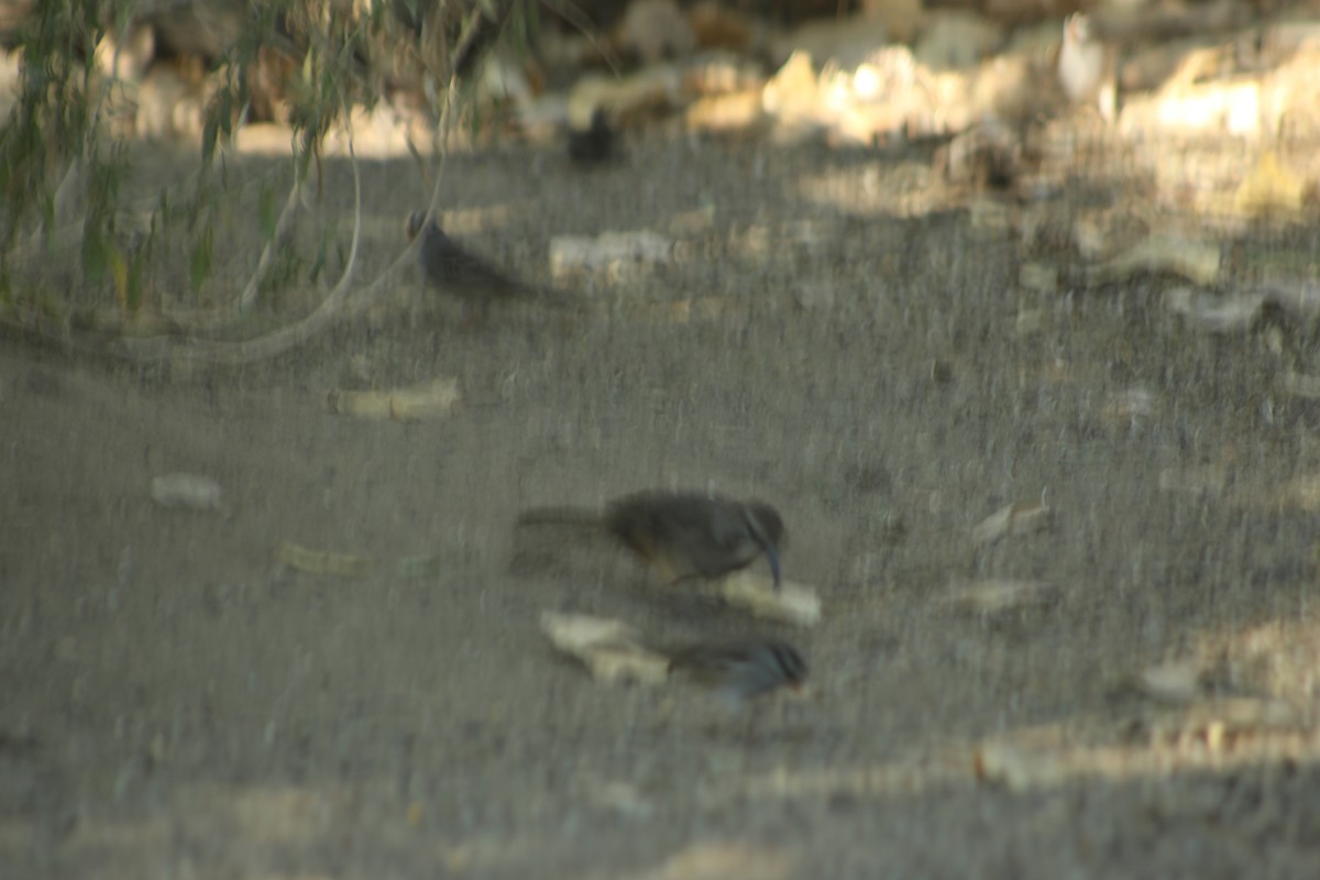 Тремблер каліфорнійський - ML645565985