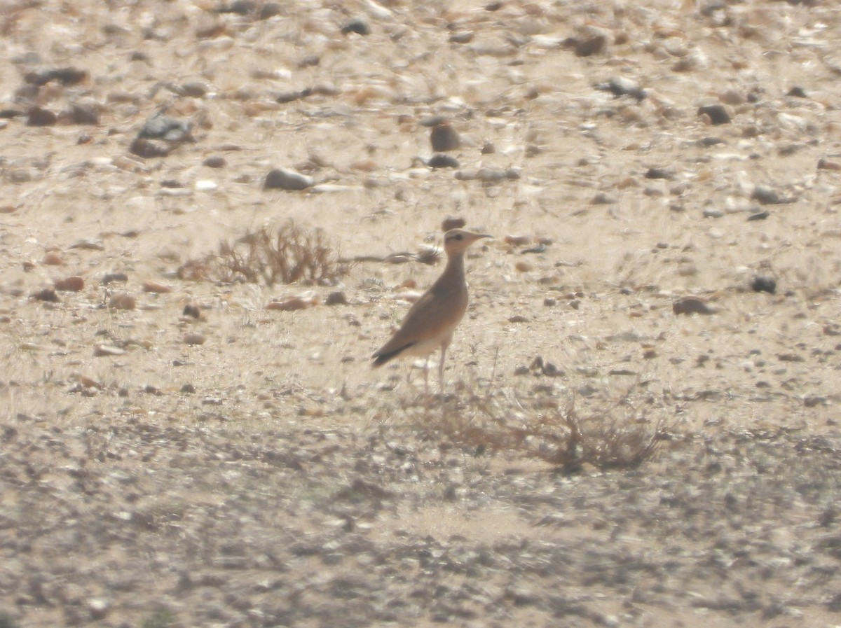 Бігунець пустельний - ML645565988