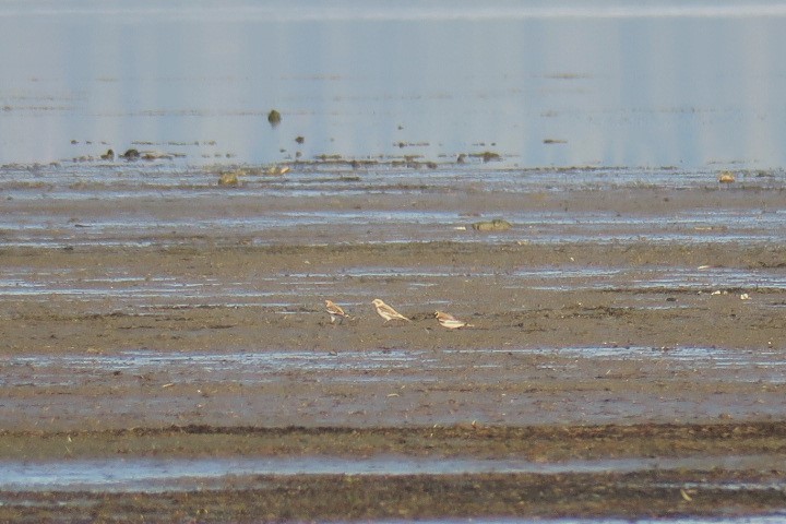 Пуночка снігова - ML645565989