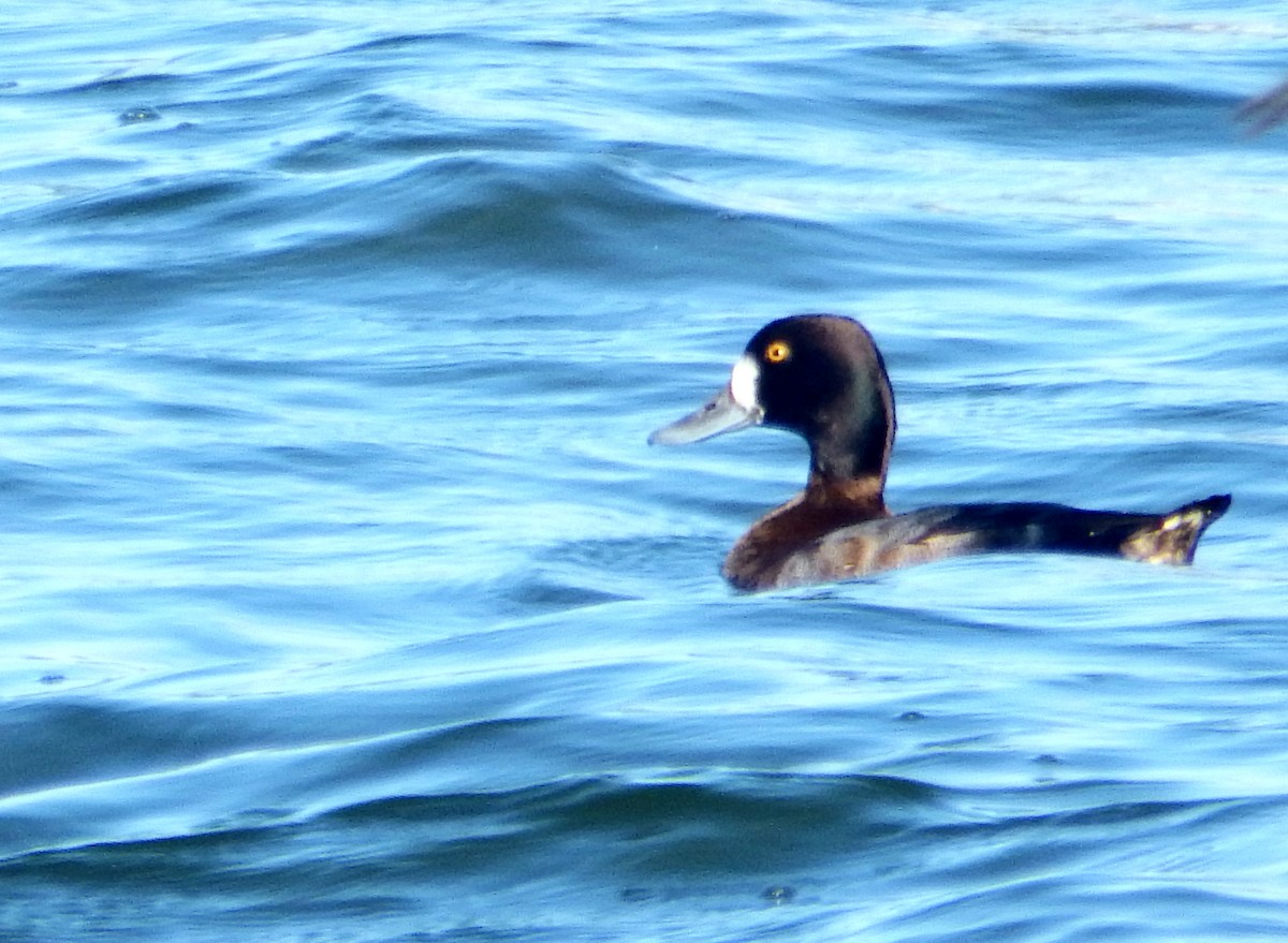 Morbaş Patka - ML645565995