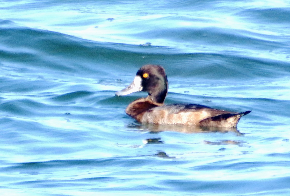 Morbaş Patka - ML645565996