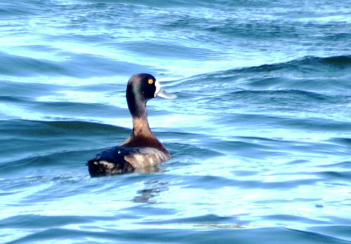 Morbaş Patka - ML645565999