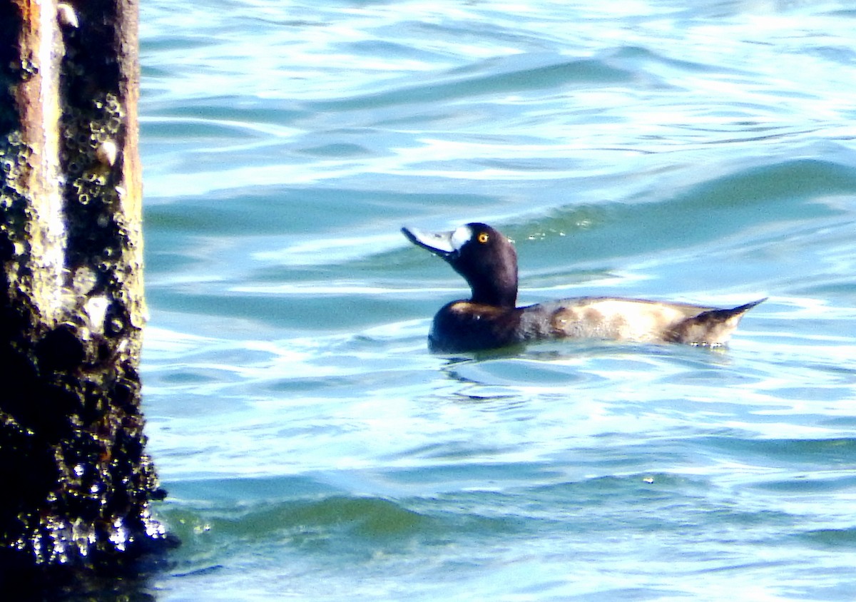 Morbaş Patka - ML645566001