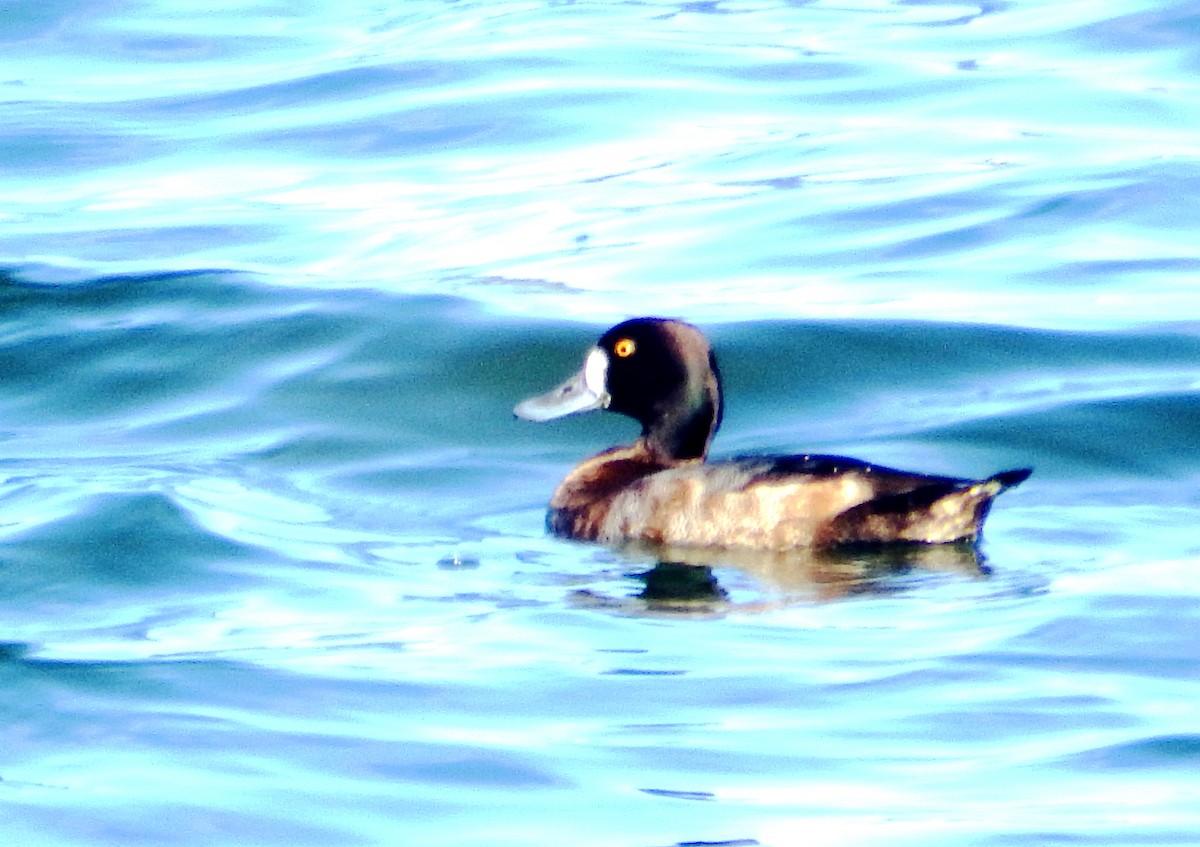 Morbaş Patka - ML645566002