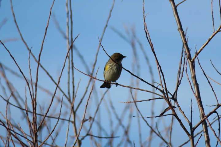 Пісняр-лісовик жовтогузий - ML645566003
