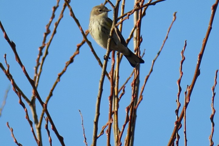 Пісняр-лісовик жовтогузий - ML645566004