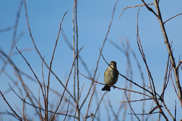 Пісняр-лісовик жовтогузий - ML645566005