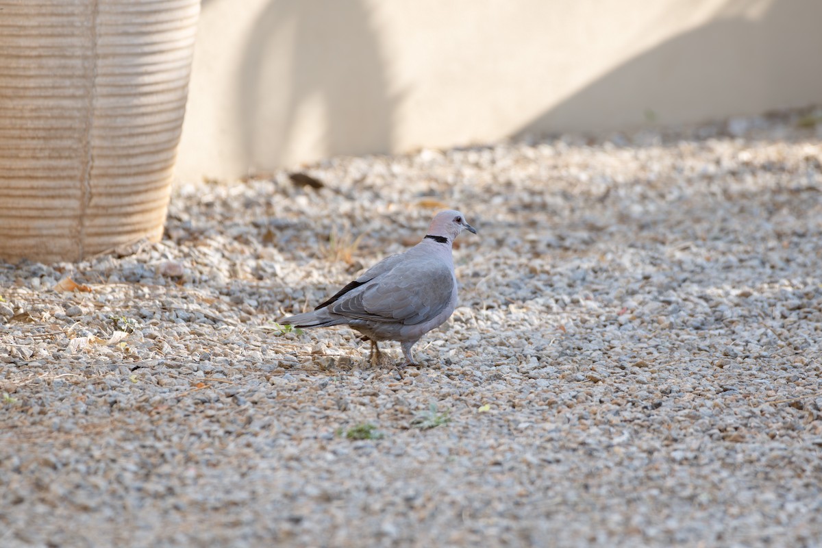 Горлиця південна - ML645566006