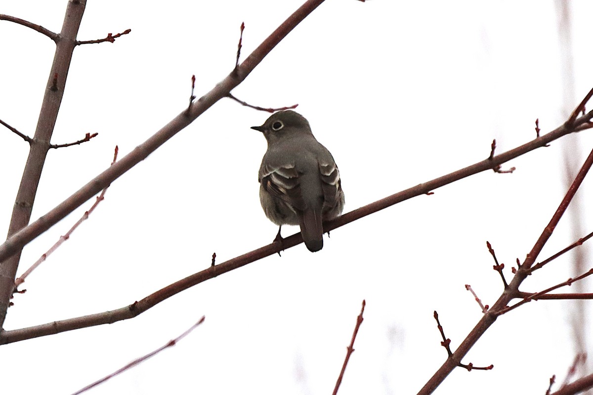 Солітаріо північний - ML645566008