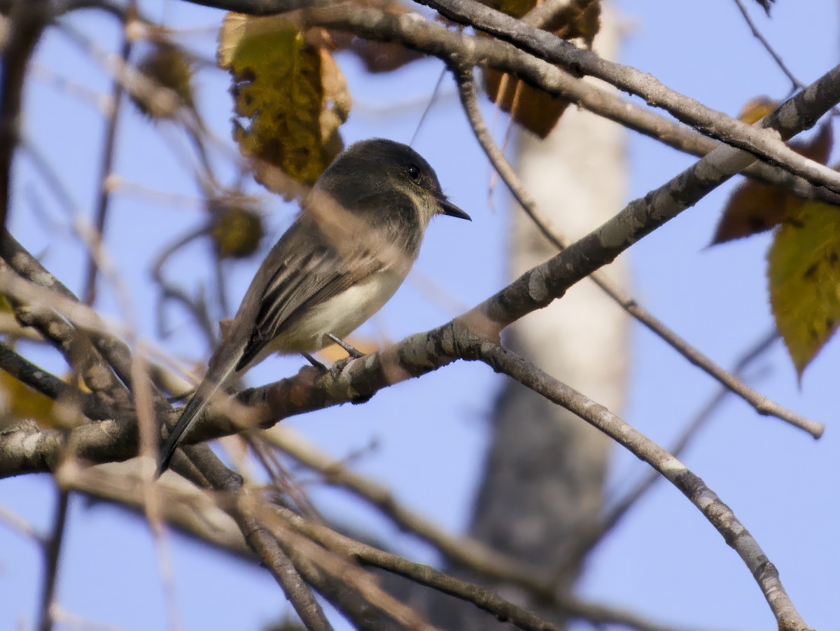 Eastern Phoebe - ML645566013