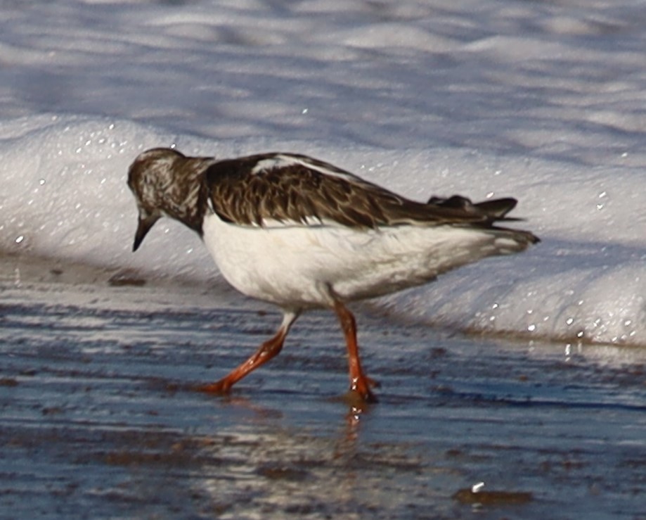 Крем'яшник звичайний - ML645566016