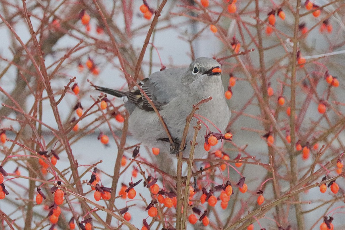 Солітаріо північний - ML645566017