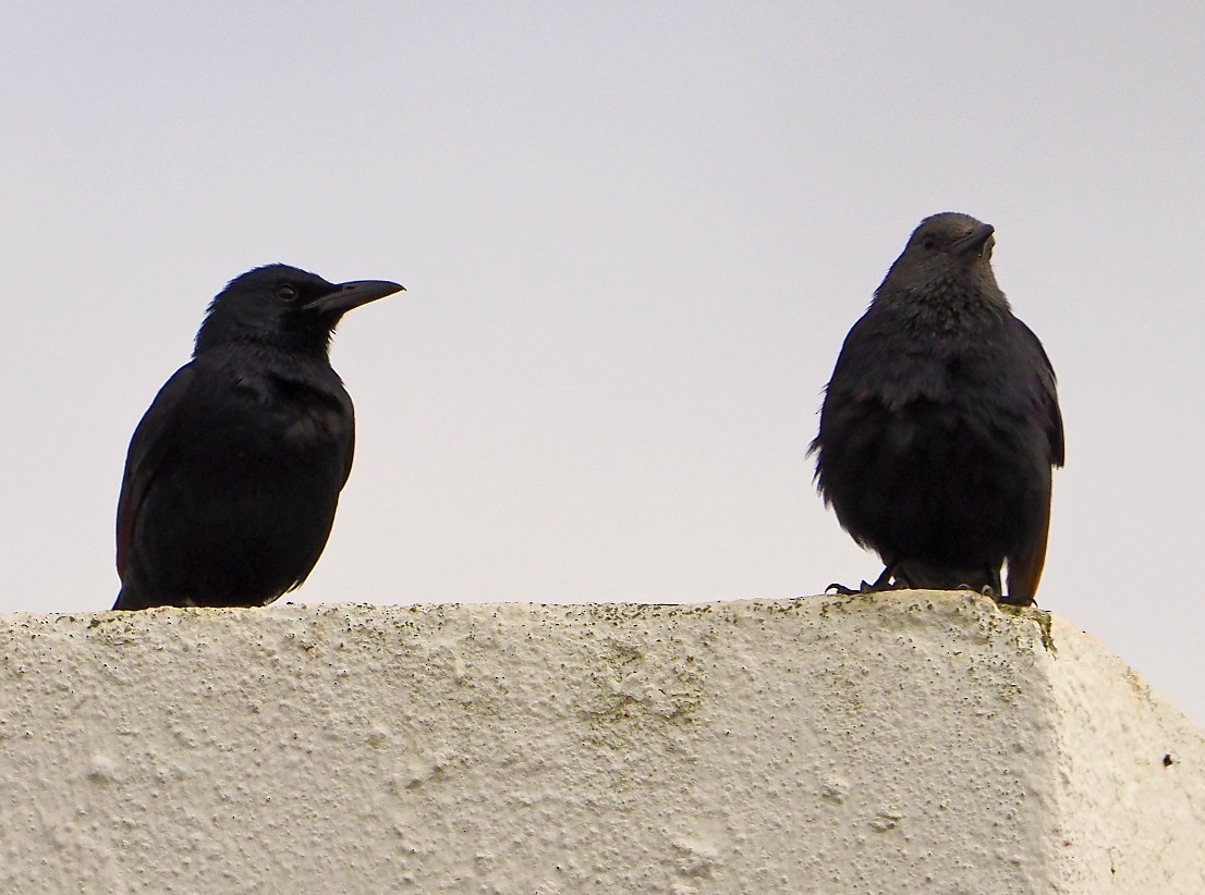 Rotschwingenstar - ML645566018