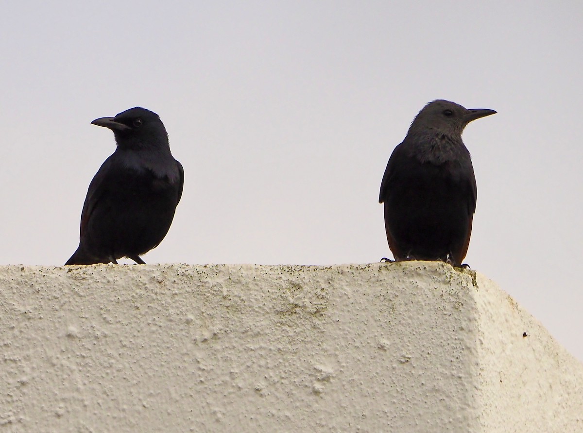 Rotschwingenstar - ML645566019