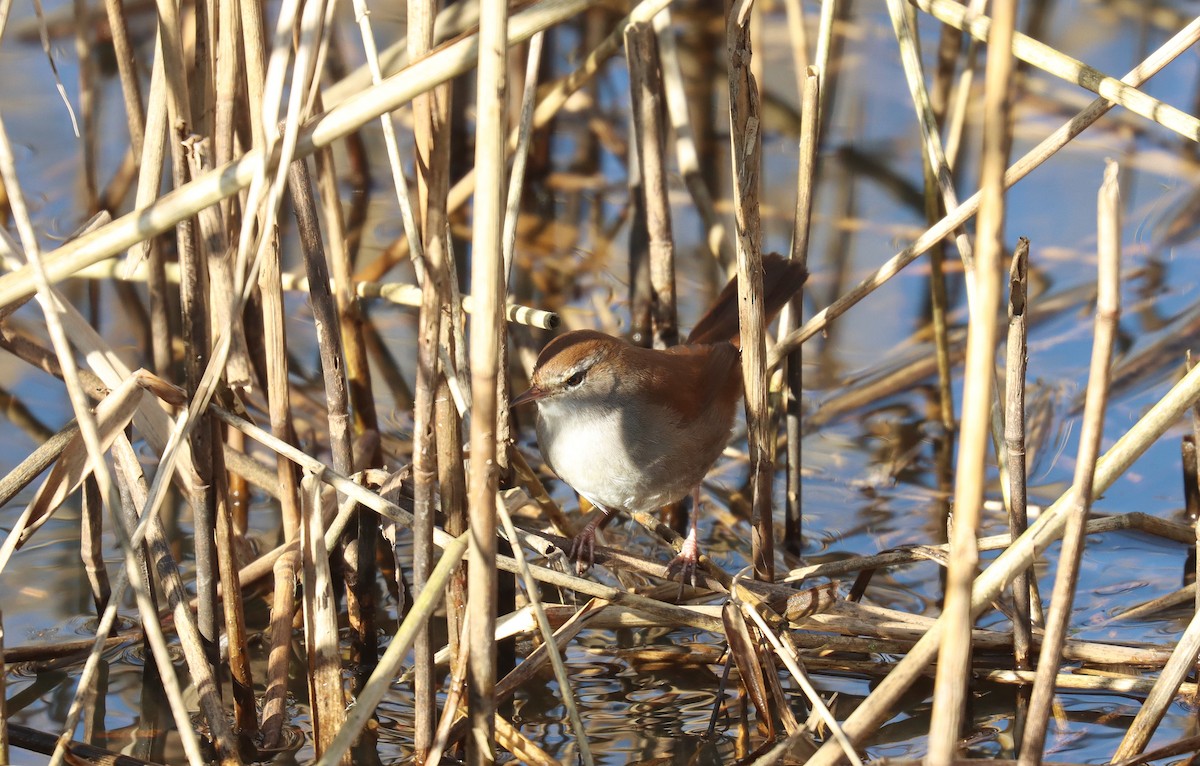 Cetti's Warbler - ML645566020