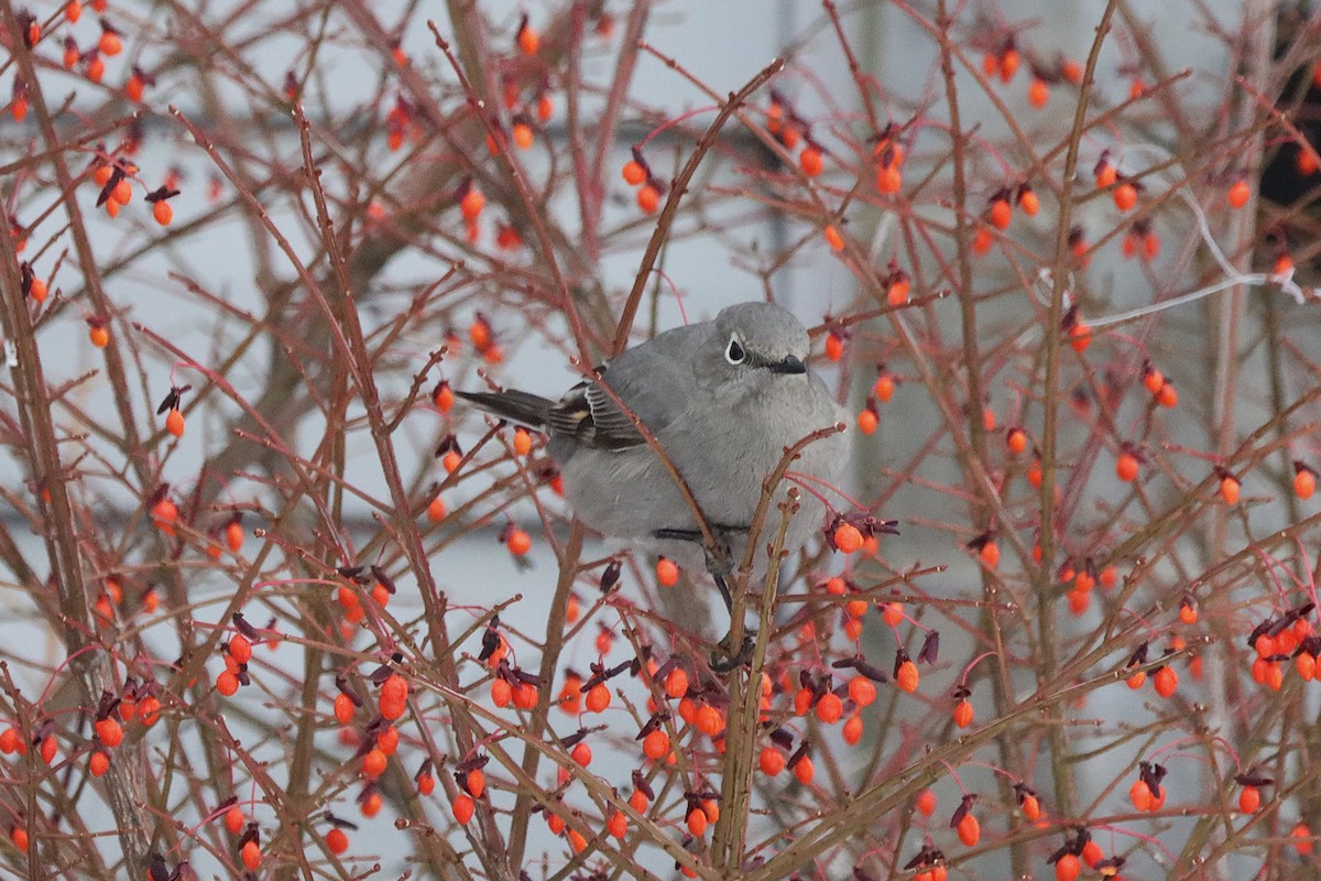 Townsend's Solitaire - ML645566026