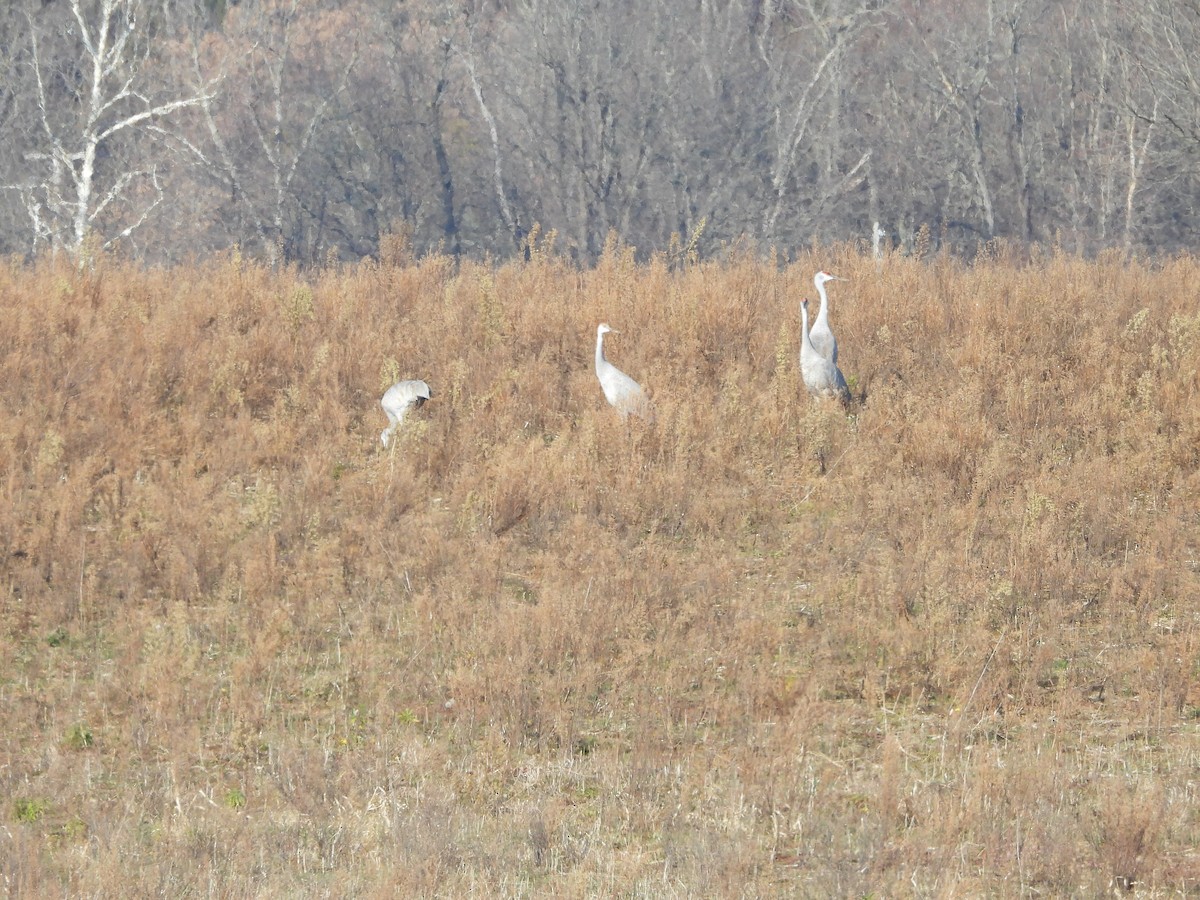 Sandhill Crane - ML645566030