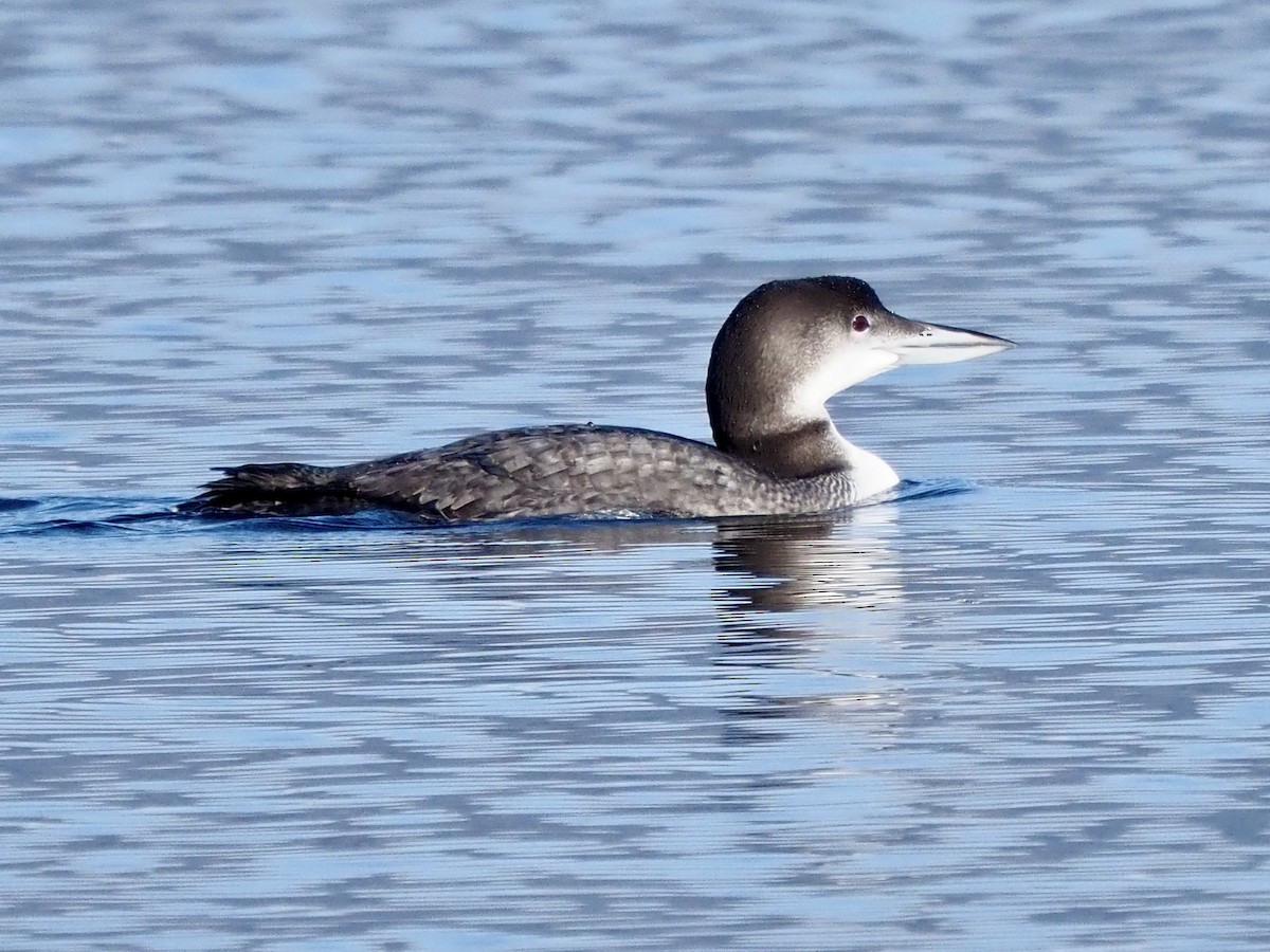 Common Loon - ML645566032