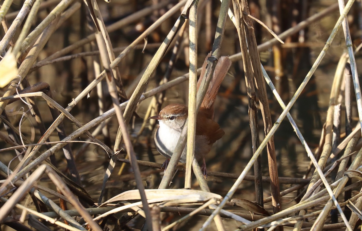 Cetti's Warbler - ML645566033
