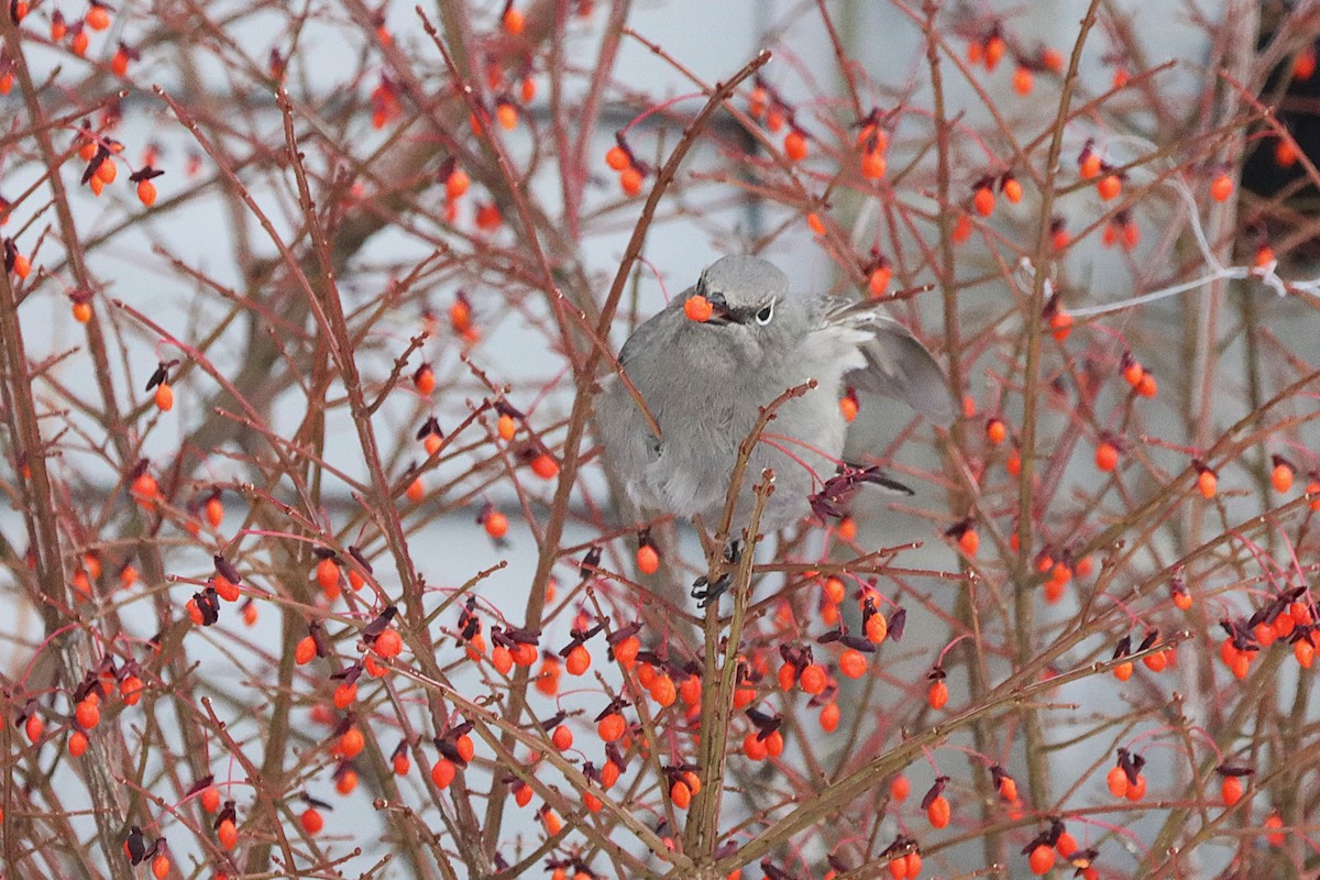 Townsend's Solitaire - ML645566043