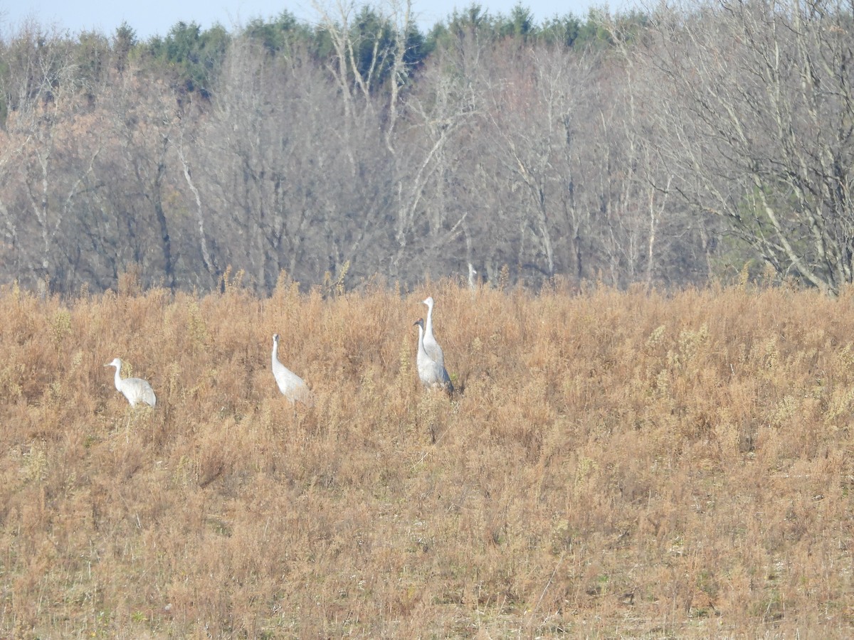 Sandhill Crane - ML645566049