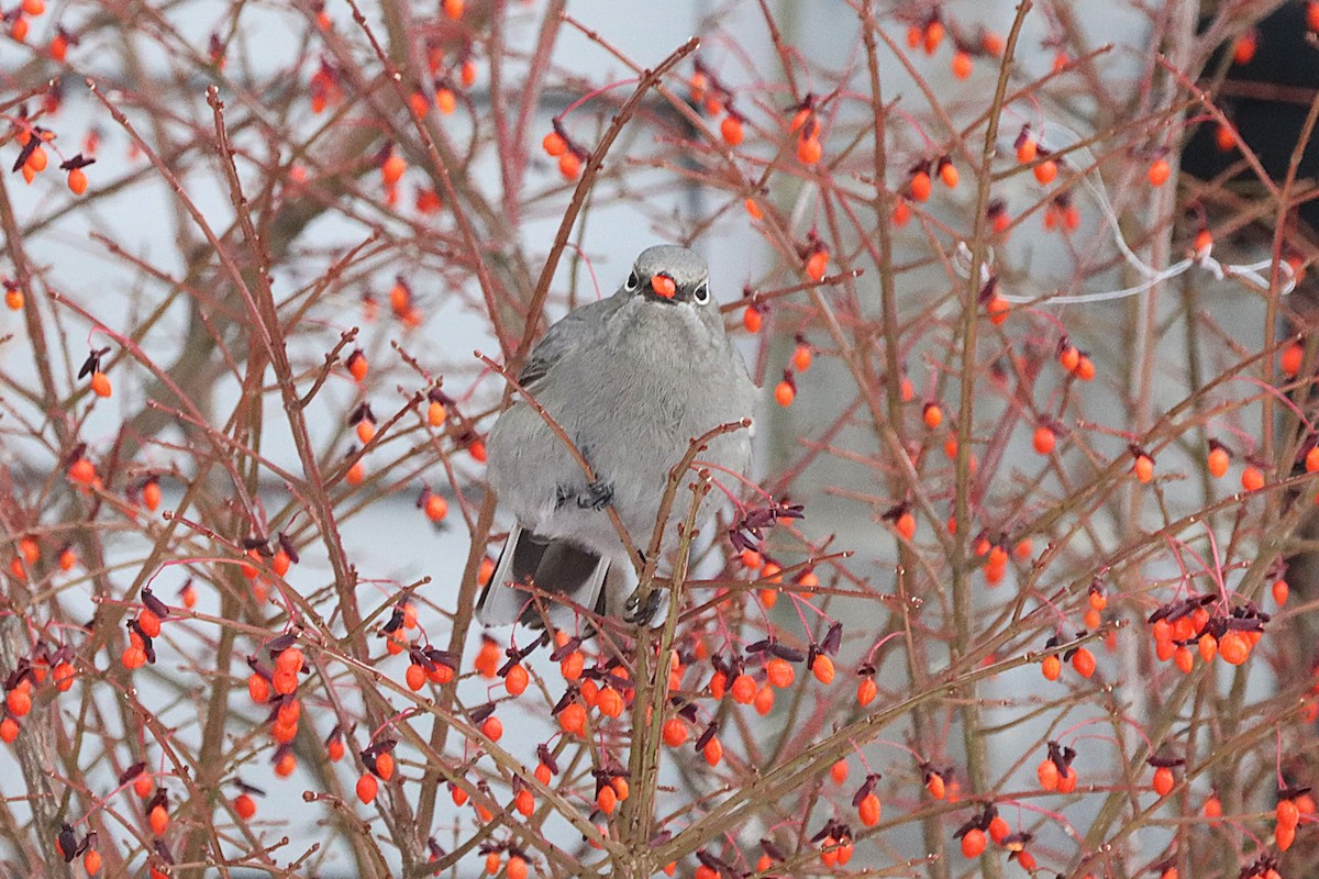 Townsend's Solitaire - ML645566055
