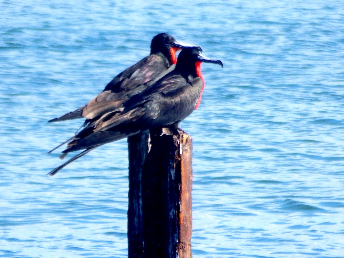 Muhteşem Fregatkuşu - ML645566062