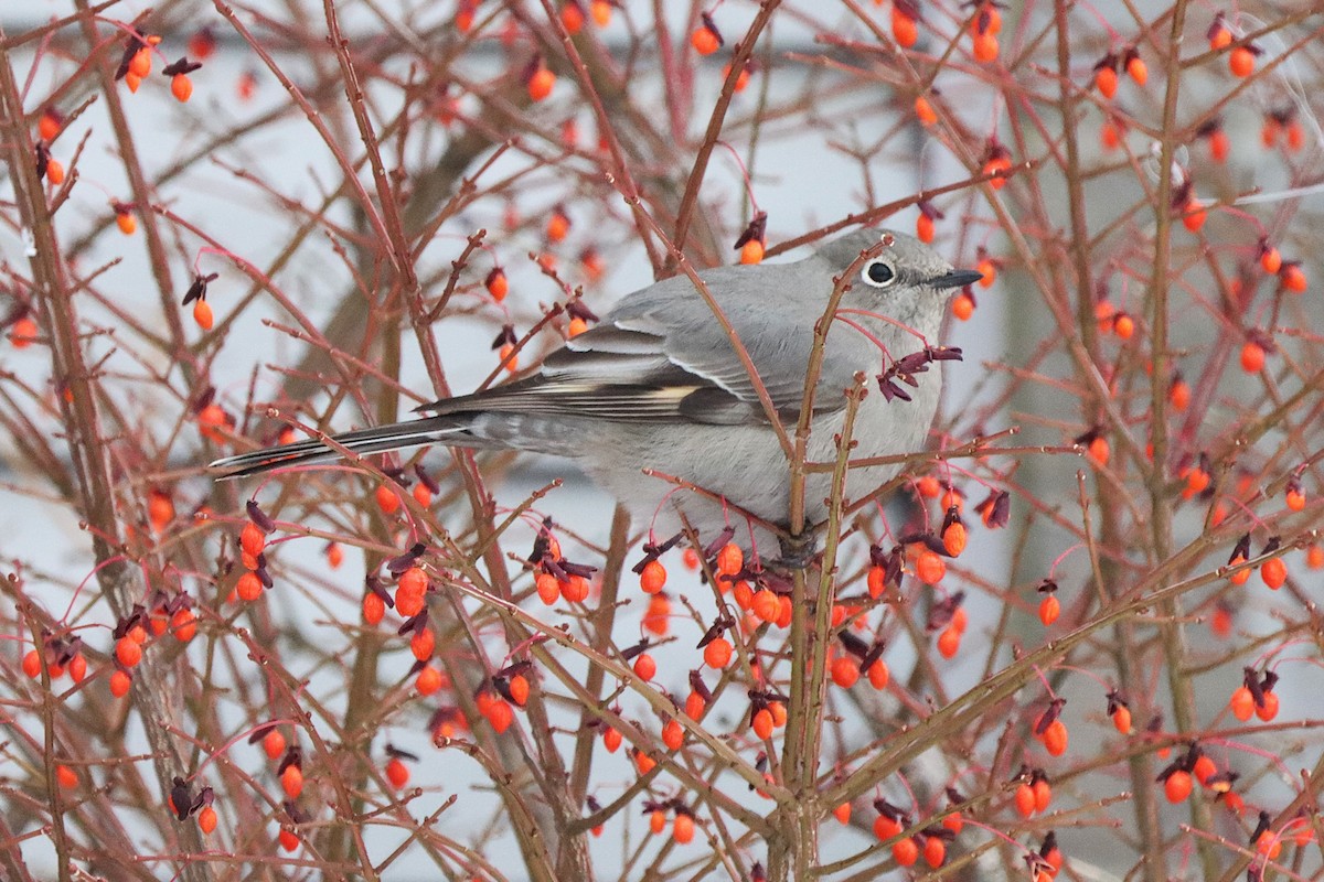 Townsend's Solitaire - ML645566070