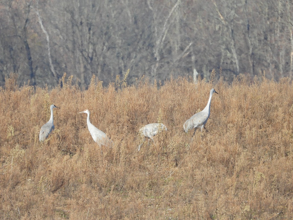 Sandhill Crane - ML645566071