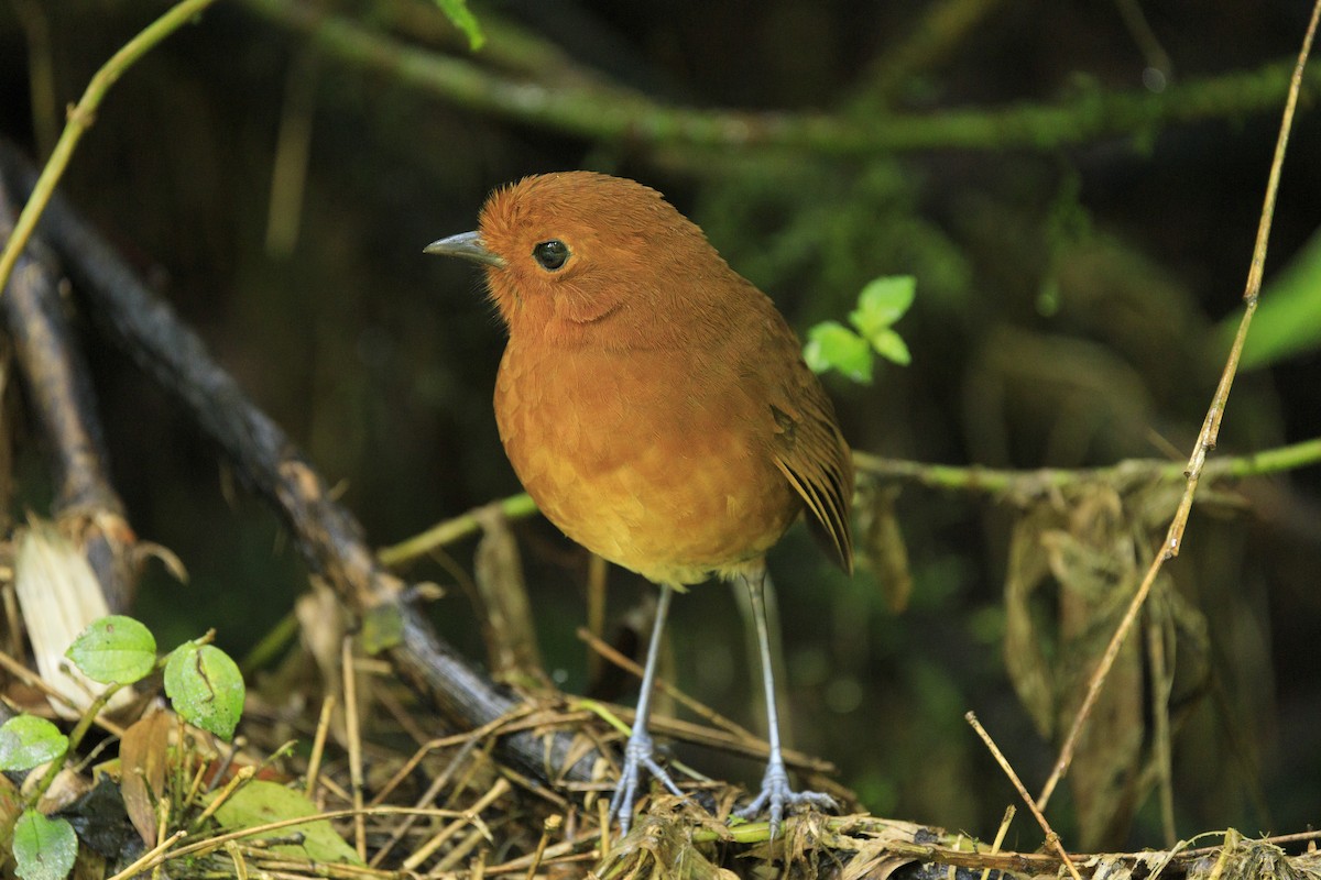 チャミジアリドリ - ML645566084