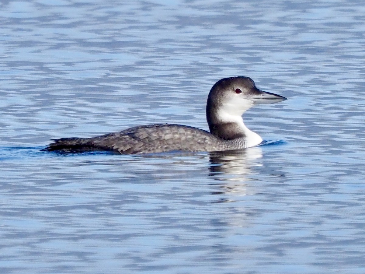 Common Loon - ML645566085