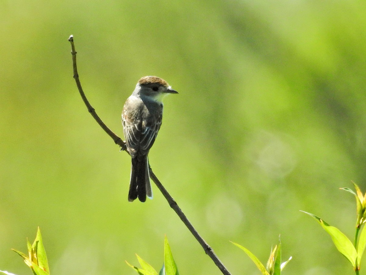 White-naped Xenopsaris - ML645566091