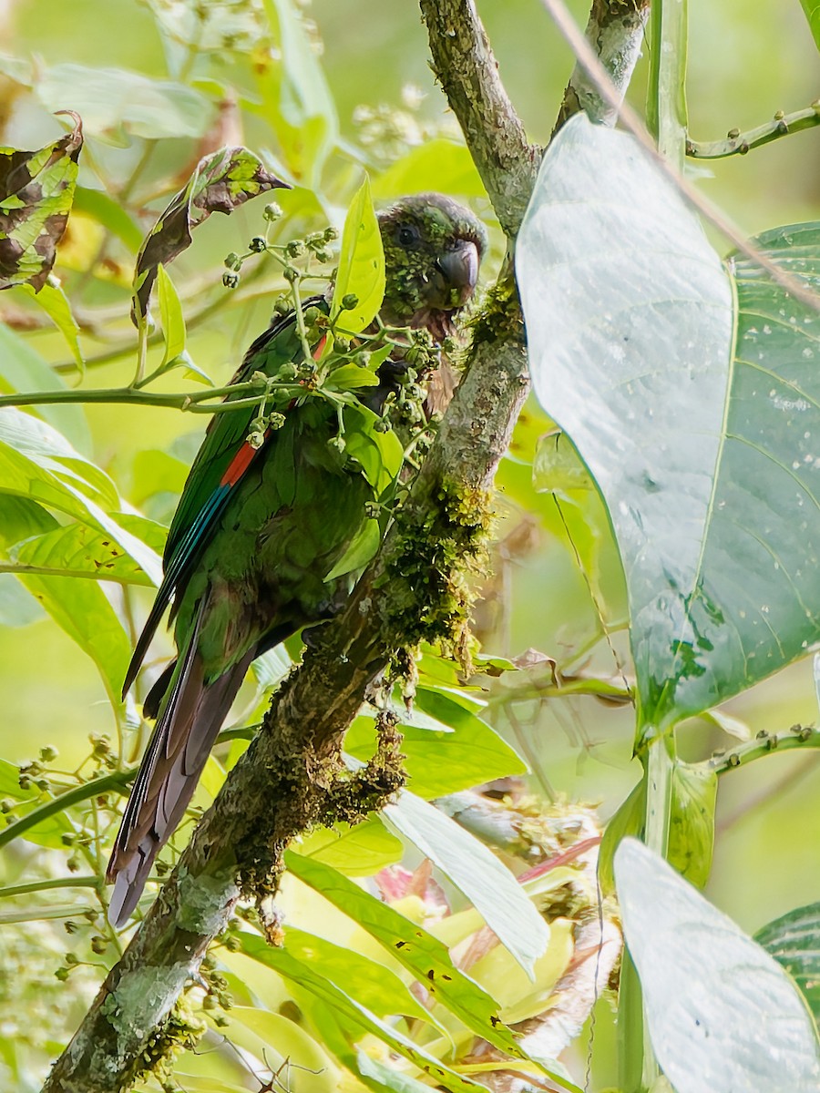 Maroon-tailed Parakeet - ML645566095