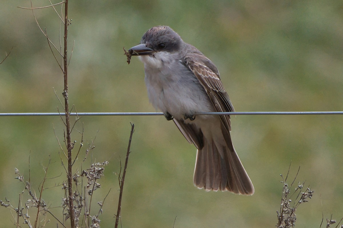 Gray Kingbird - ML645566097
