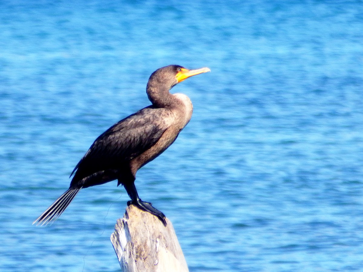 Kulaklı Karabatak - ML645566098