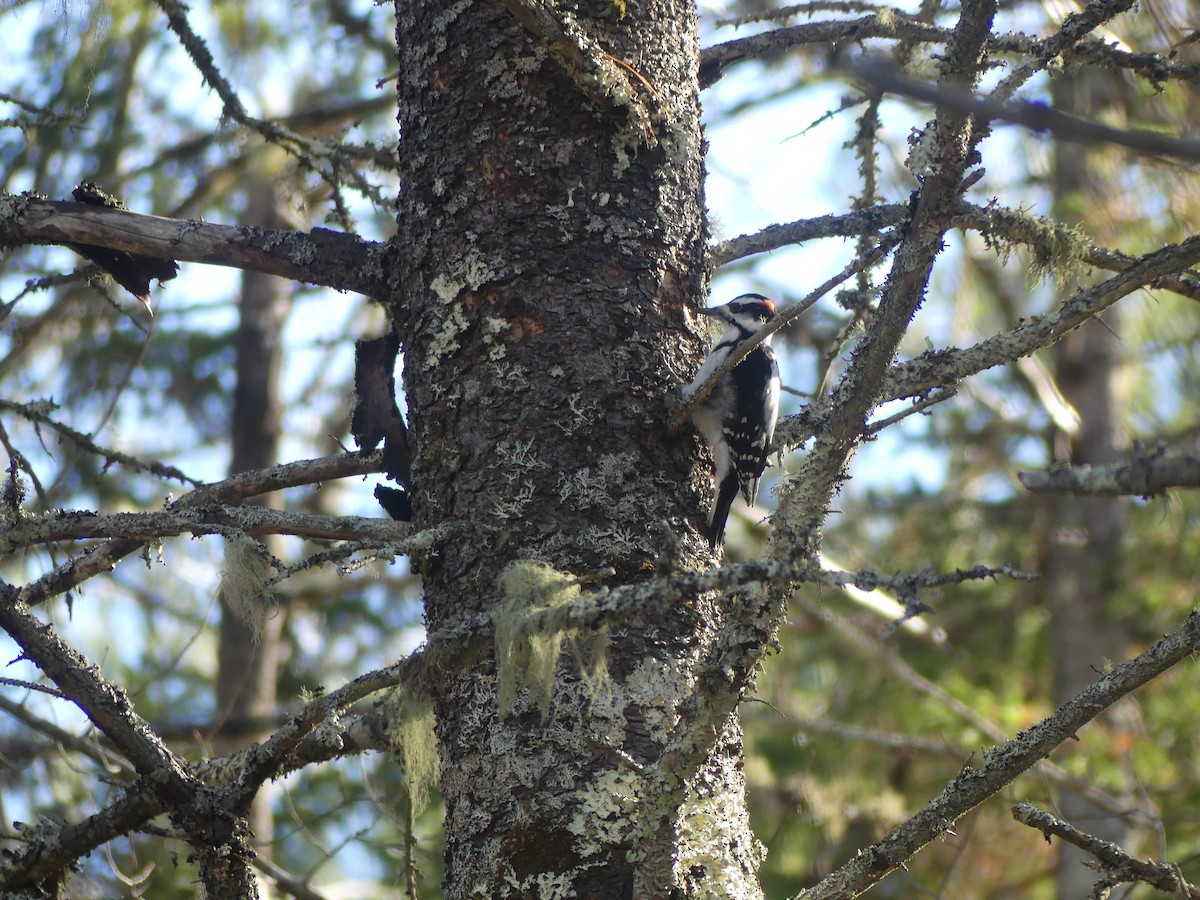 Hairy Woodpecker - ML645566099