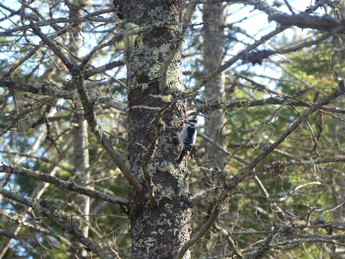 Hairy Woodpecker - ML645566100