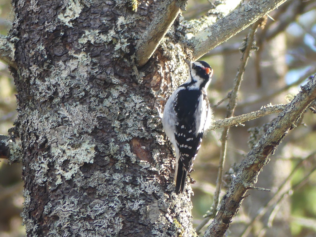 Hairy Woodpecker - ML645566101